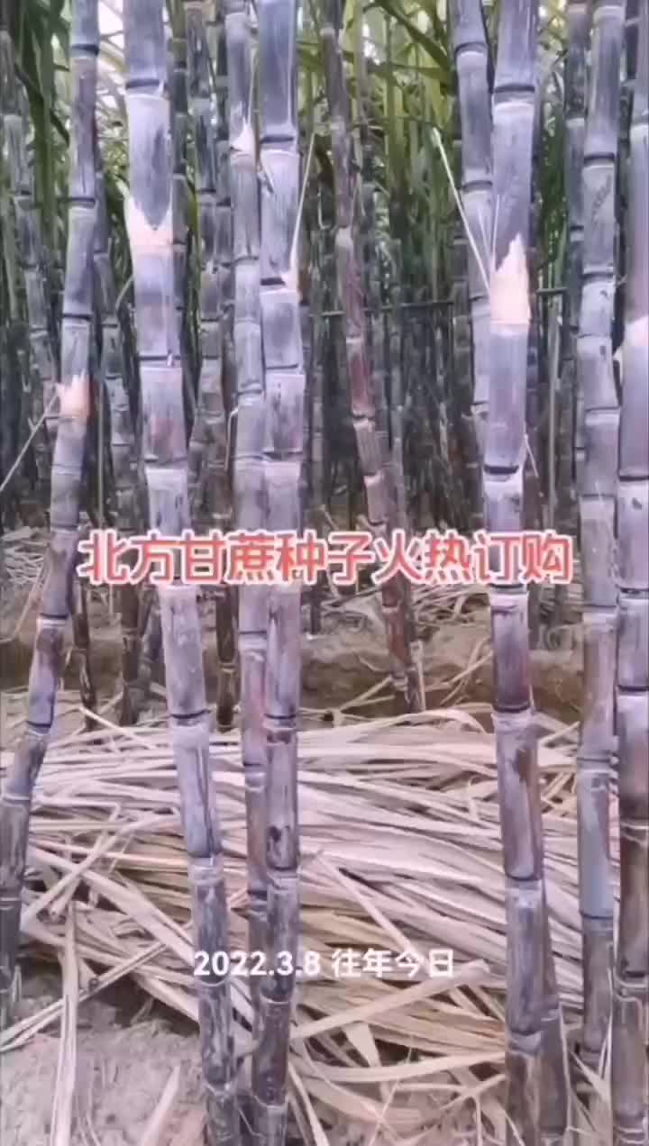 北方甘蔗种苗火热进行中预订中，现在正是种植季节