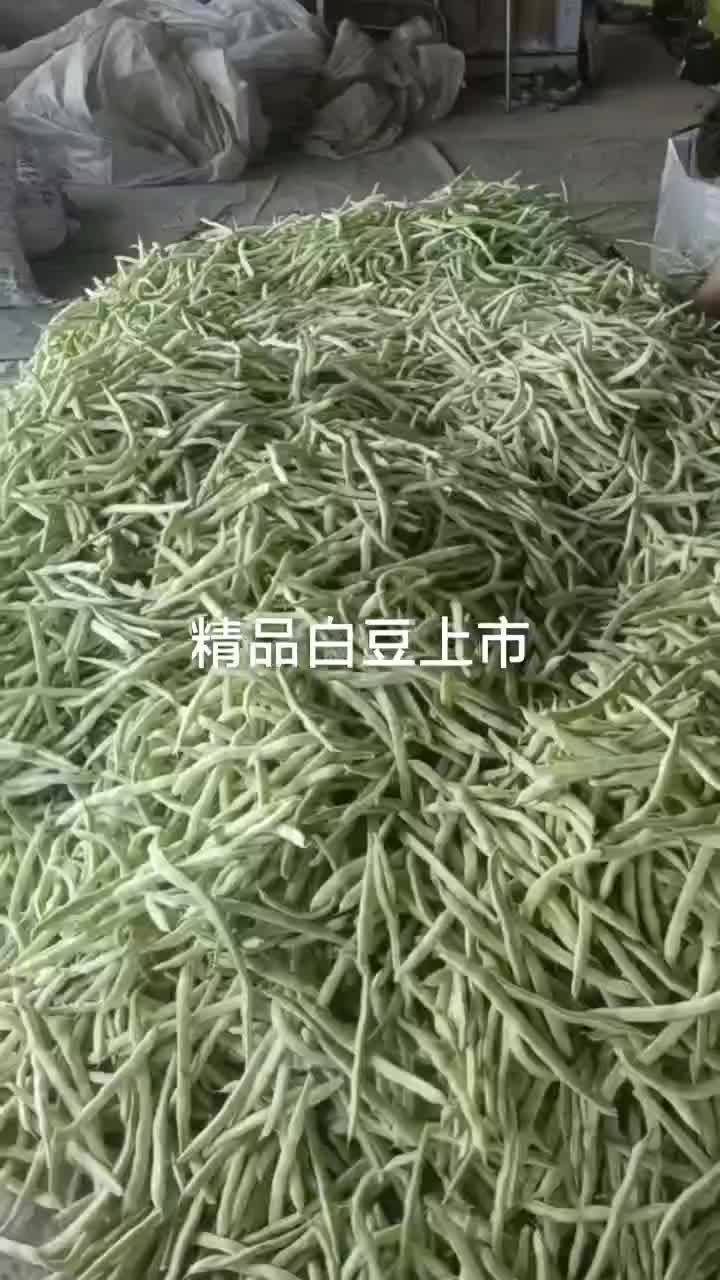 大家好大白芸豆现己大量上市，质量好价格今天收购价4元左右