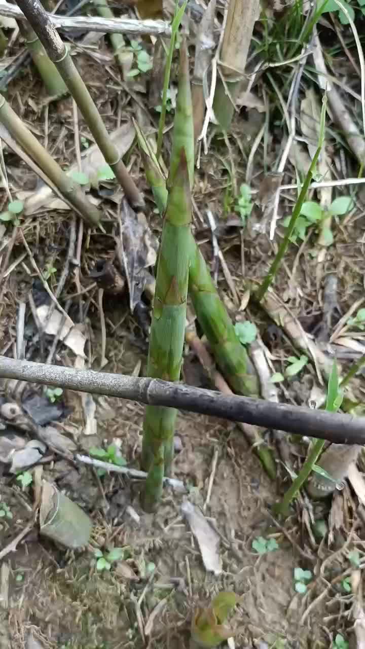 高山水竹笋一手货源批发全国发货