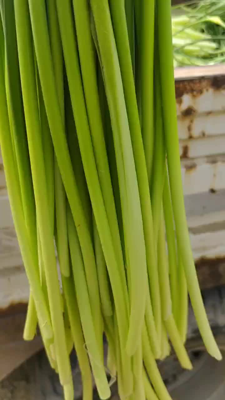 金乡红帽蒜苔白帽蒜苔随到随装大量有货