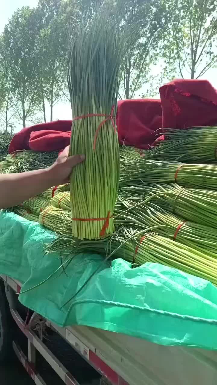 中牟红帽蒜苔大量上市，供货各大小批发市场，电商平台