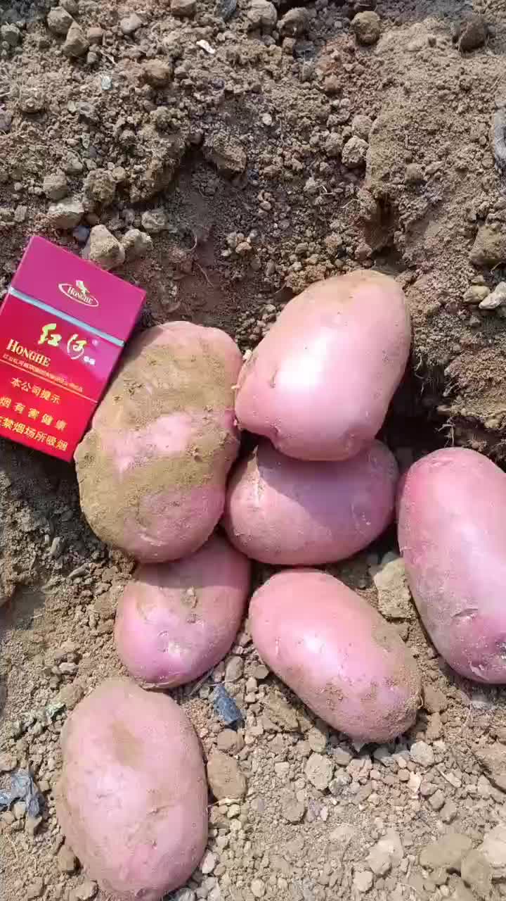 红皮土豆