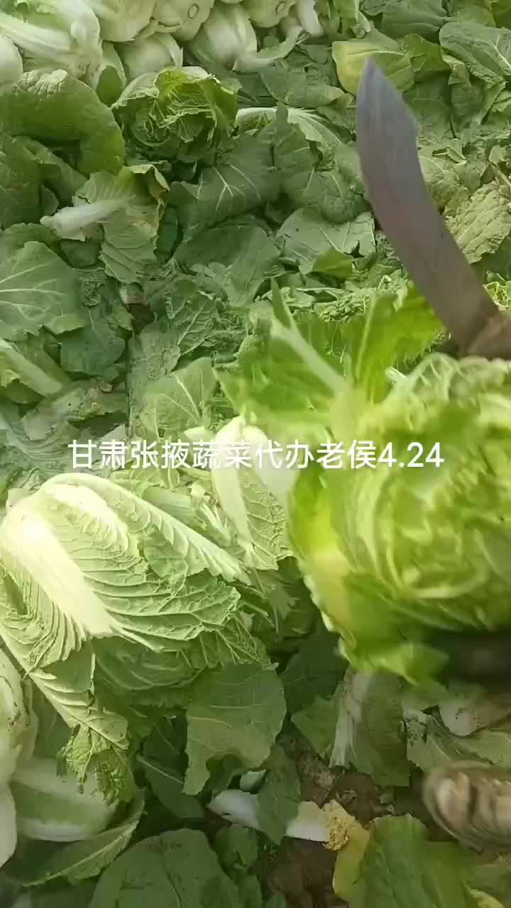 甘肃张掖大娃娃菜大量上市中，单颗重量二斤半左右无苔无烧心