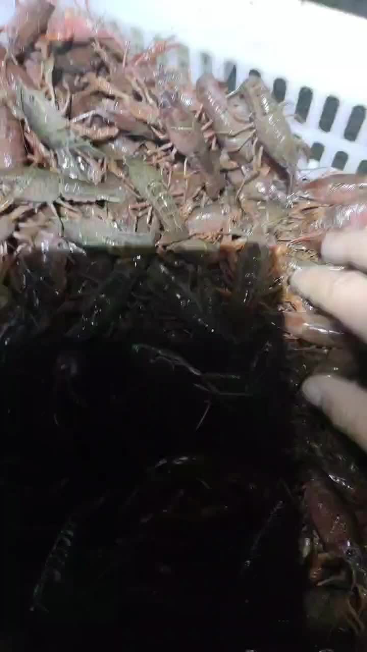 小小青虾，视频实拍