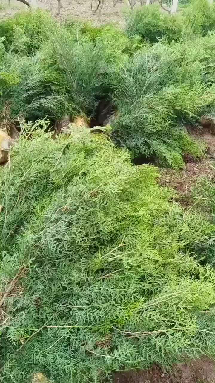 容器杯侧柏.荒山造林侧柏.绿化侧柏