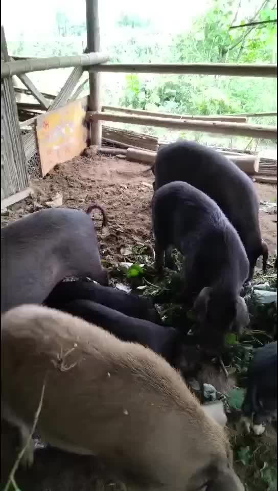 黑香山猪