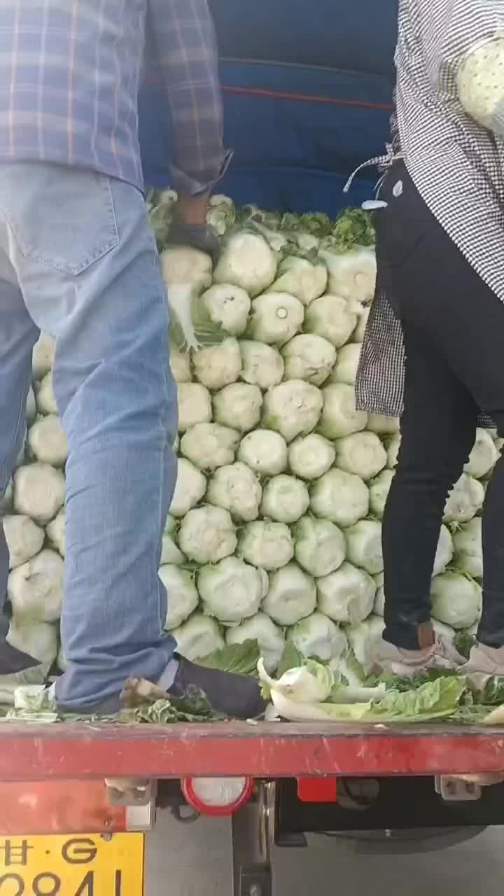 甘肃张掖大娃娃菜大量上市中