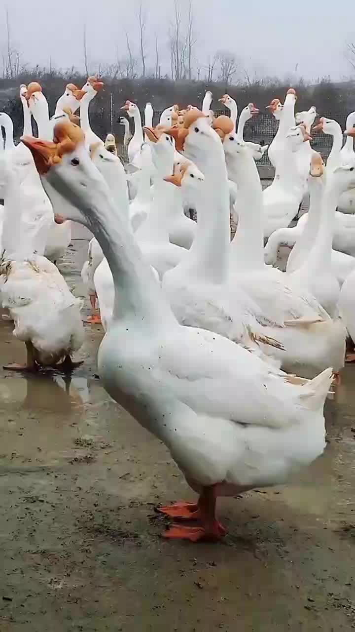 皖浦鹅苗大体型白鹅皖浦鹅苗白鹅苗孵化场场家直销