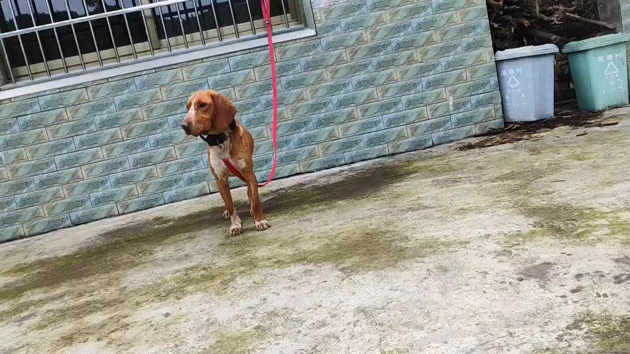 波萨猎犬