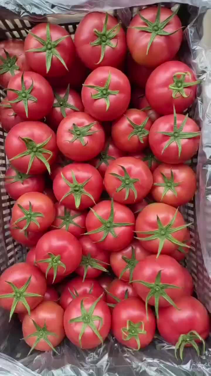 云南西红柿