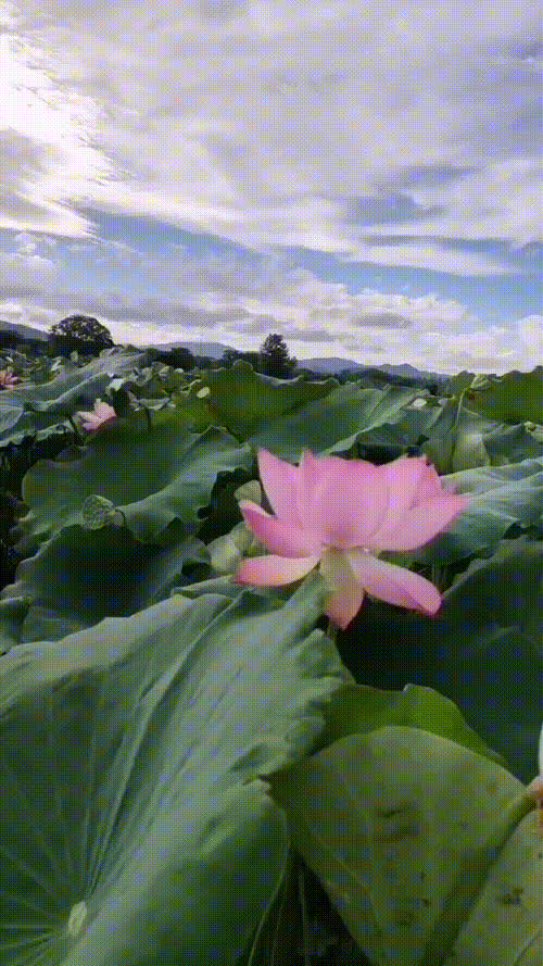 今年新出新鲜太空荷花荷叶莲蓬基地直供海南基地大量发货