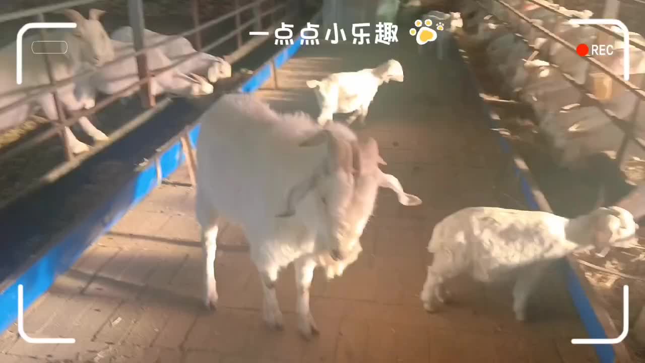 活羊，肉羊，羊苗