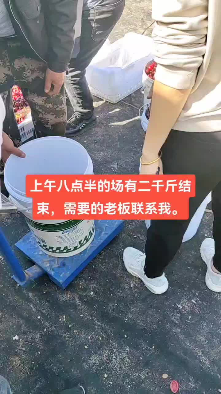 美早大樱桃货源充足，需要的联系