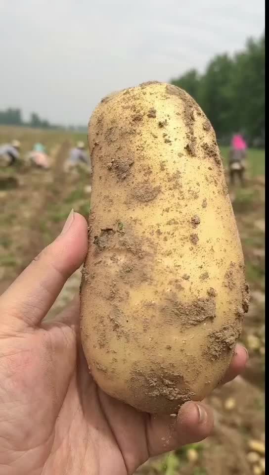 黄心土豆，产地直发