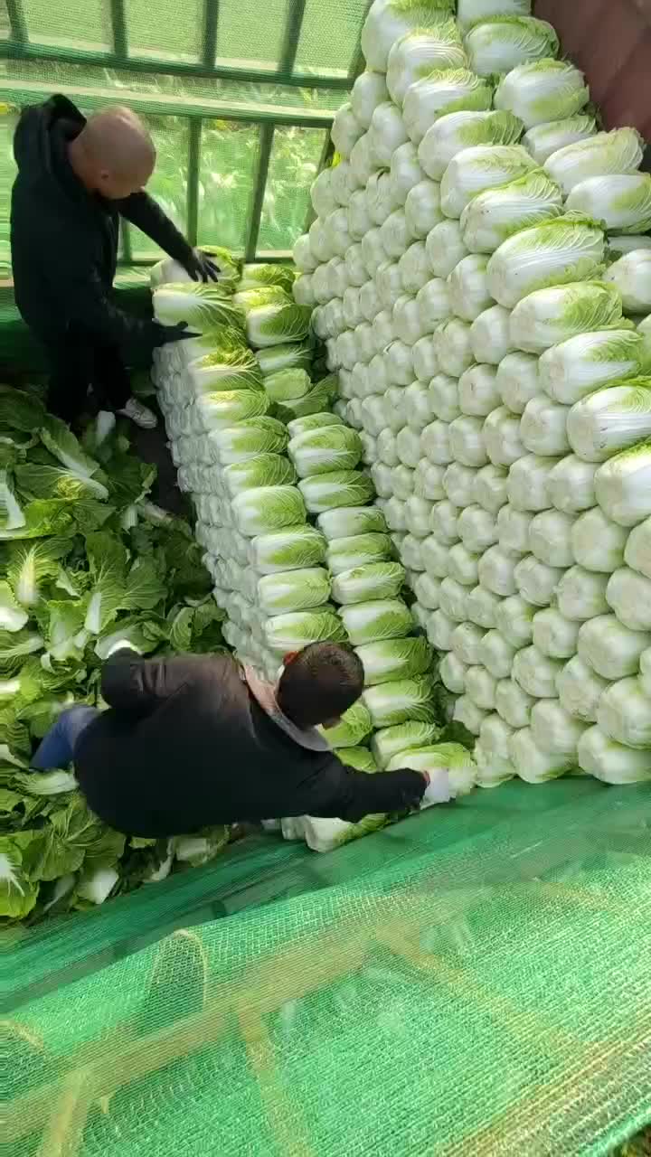 石家庄辛集，本地大白菜