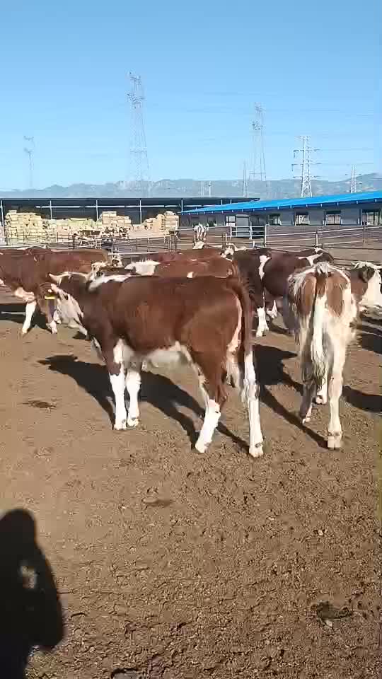 新鲜西门塔尔牛肉，健康美味，来自优质农场，快来尝鲜！