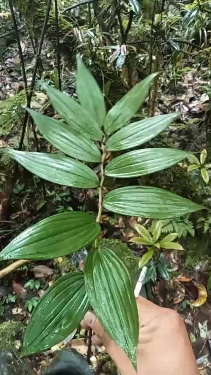 纯野生黄精出售