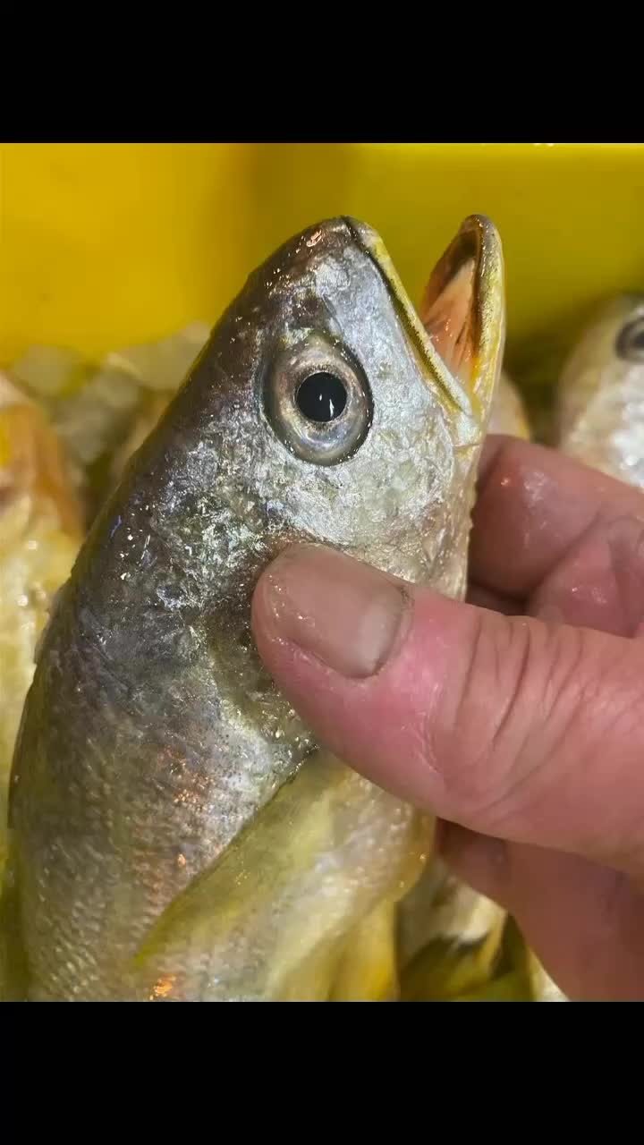 新鲜大黄鱼鲜鱼发货