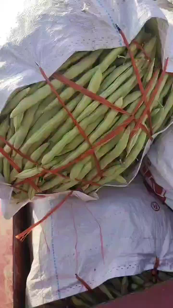 季豆大量上市需要