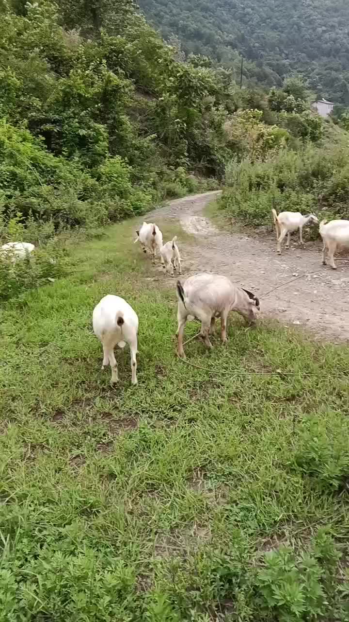 自家放养的山羊出售