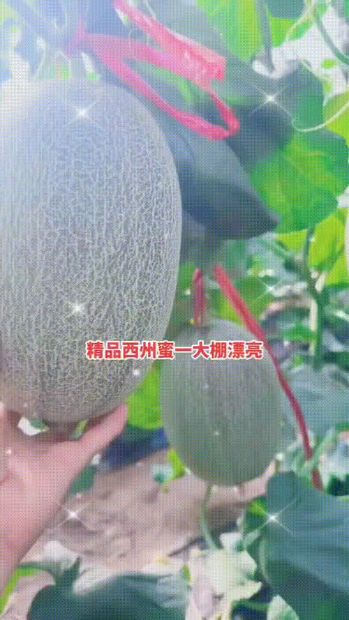 西州蜜二五