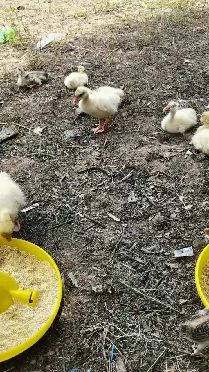 鹅三花养一年的老鹅一点饲料不吃