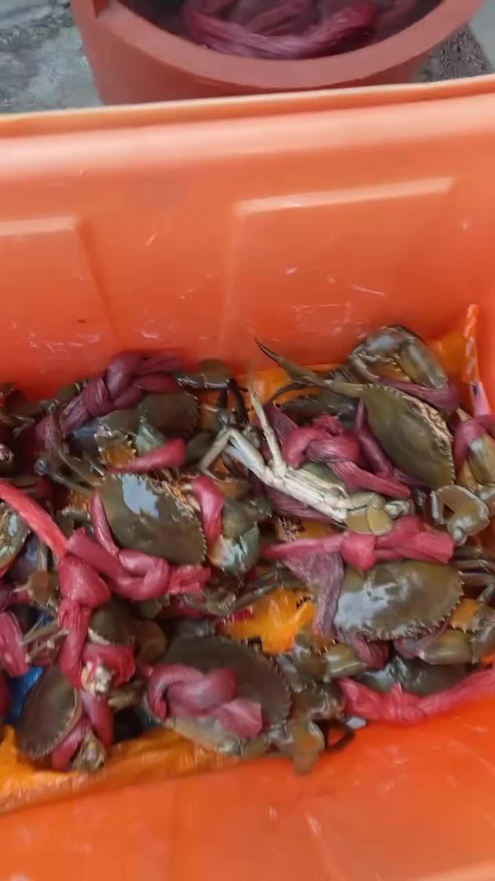 饶平黄金基地特产的青蟹质量保证
