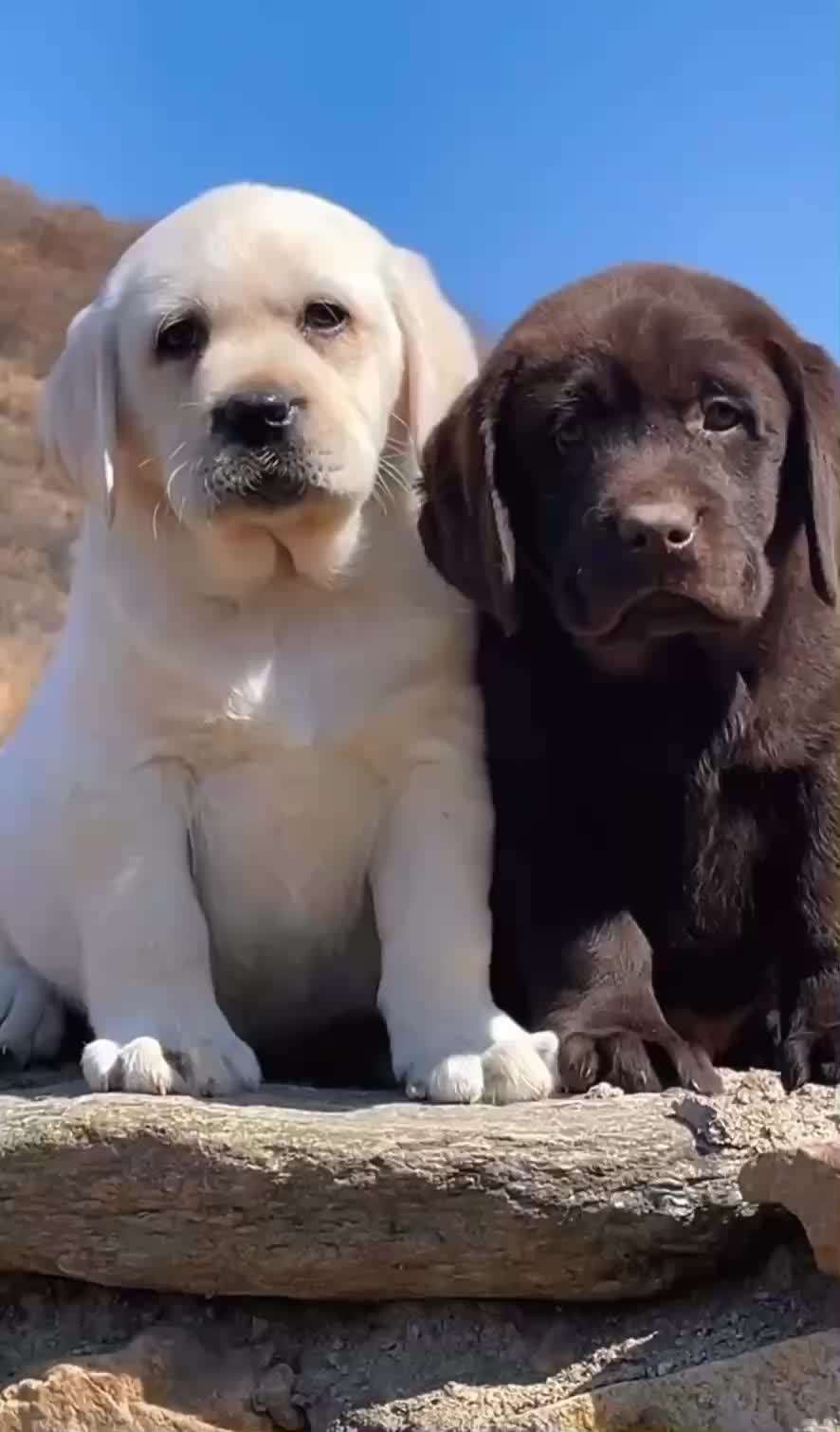 拉布拉多幼犬