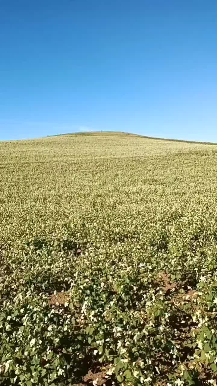 荞麦