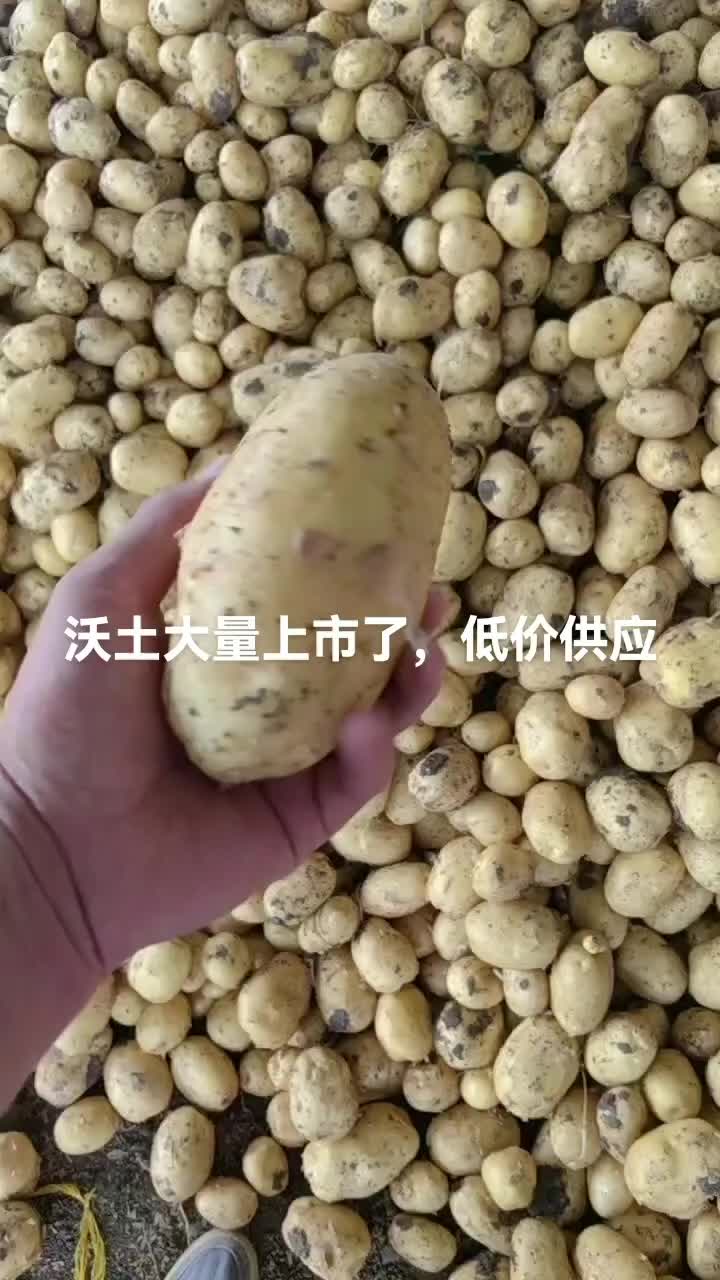 沃土三两起步大量有货