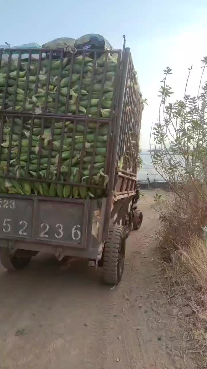 元谋县现在玉米大量上市！货源充足！有需要发货是个机会