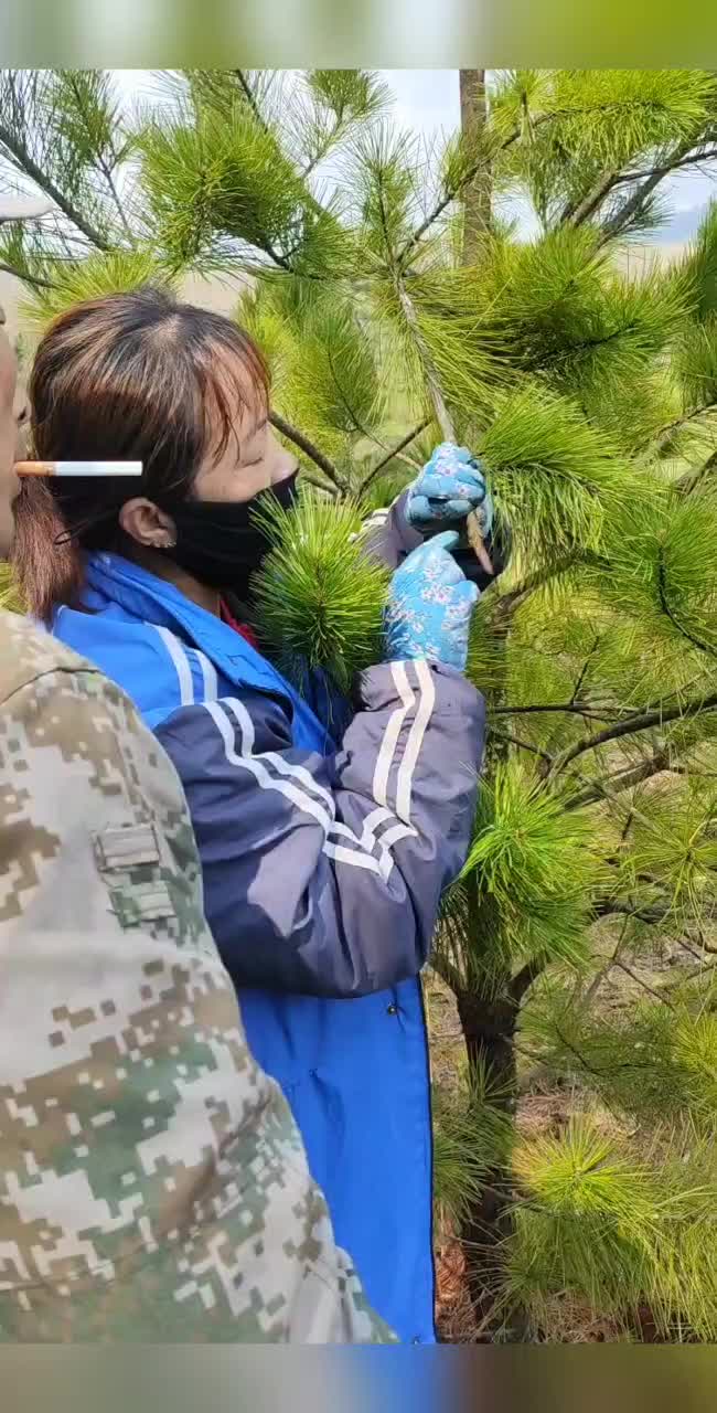 红松50年以上大棵粒嫁接穗，免费嫁接带技术管理。