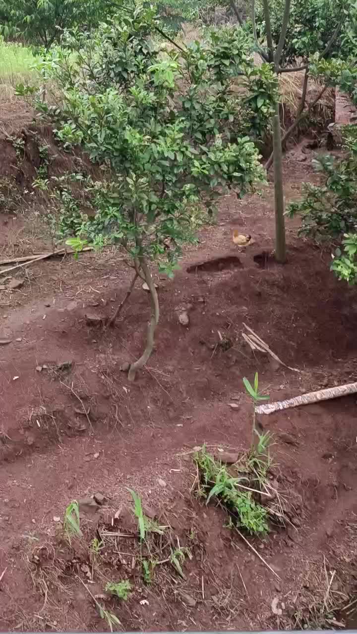 五谷杂粮散养走地鸡土鸡