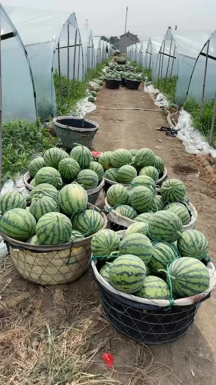 精品无籽美都8424西瓜🍉