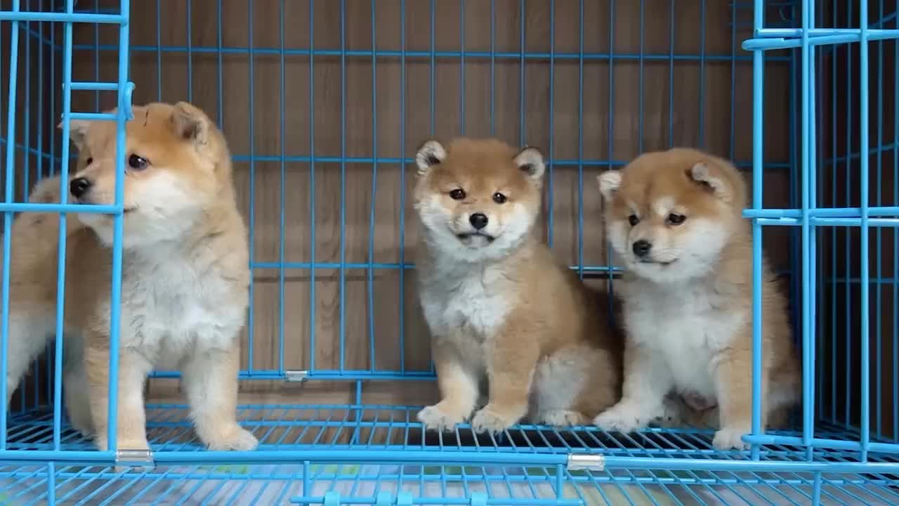 柴犬幼犬