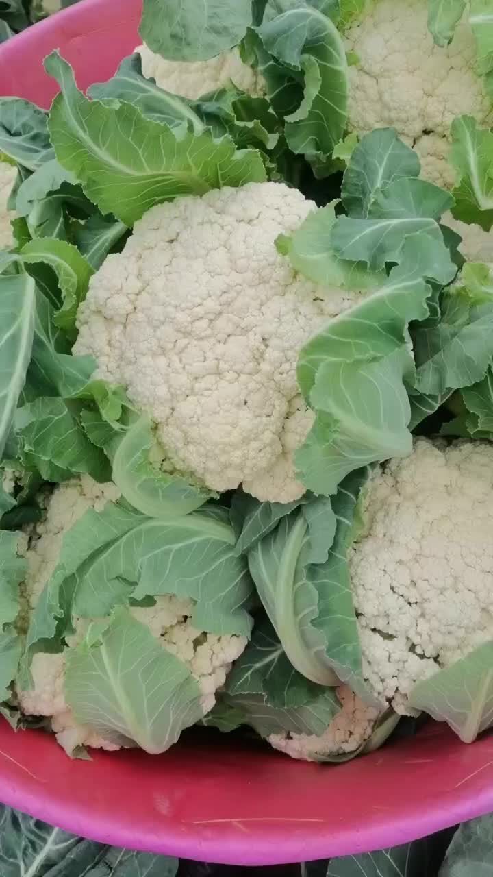 南通本地有机花菜大量上市中有需要的老板欢迎采购