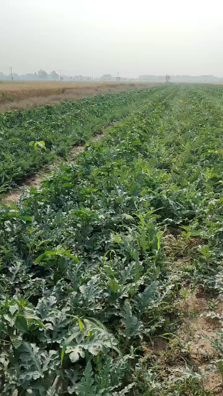 甜王西瓜，每年必卖产品，口干好，瓜行好，老板好销售。