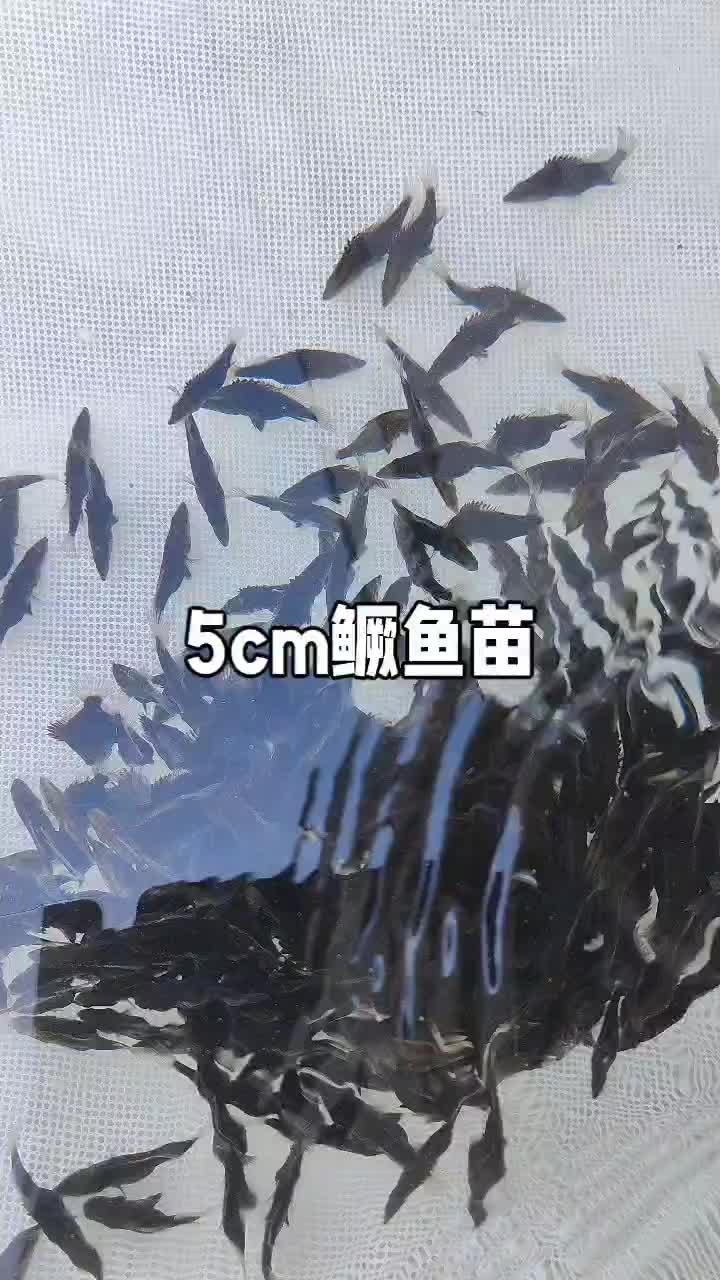 5cm鳜鱼苗