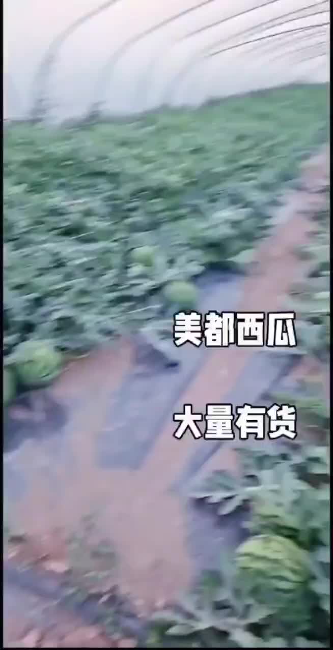 美都西瓜开园