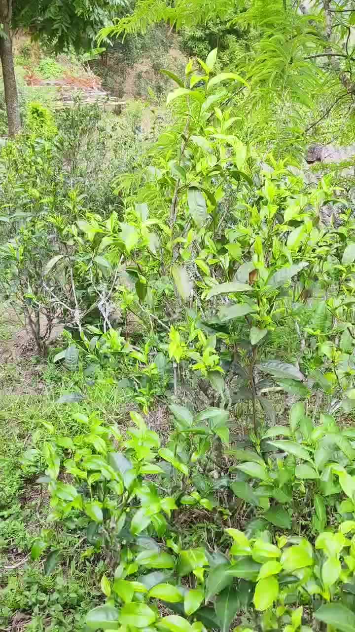 普洱茶夏茶小树