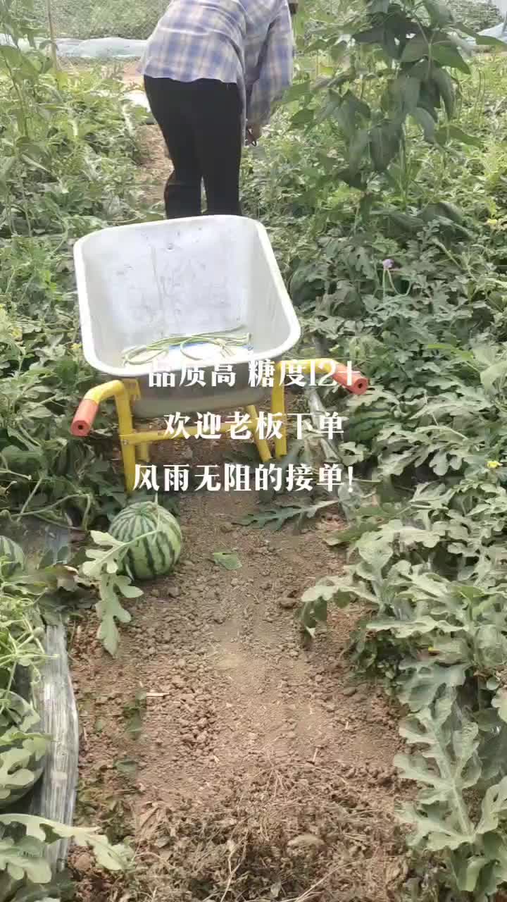 河南周口麒麟西瓜