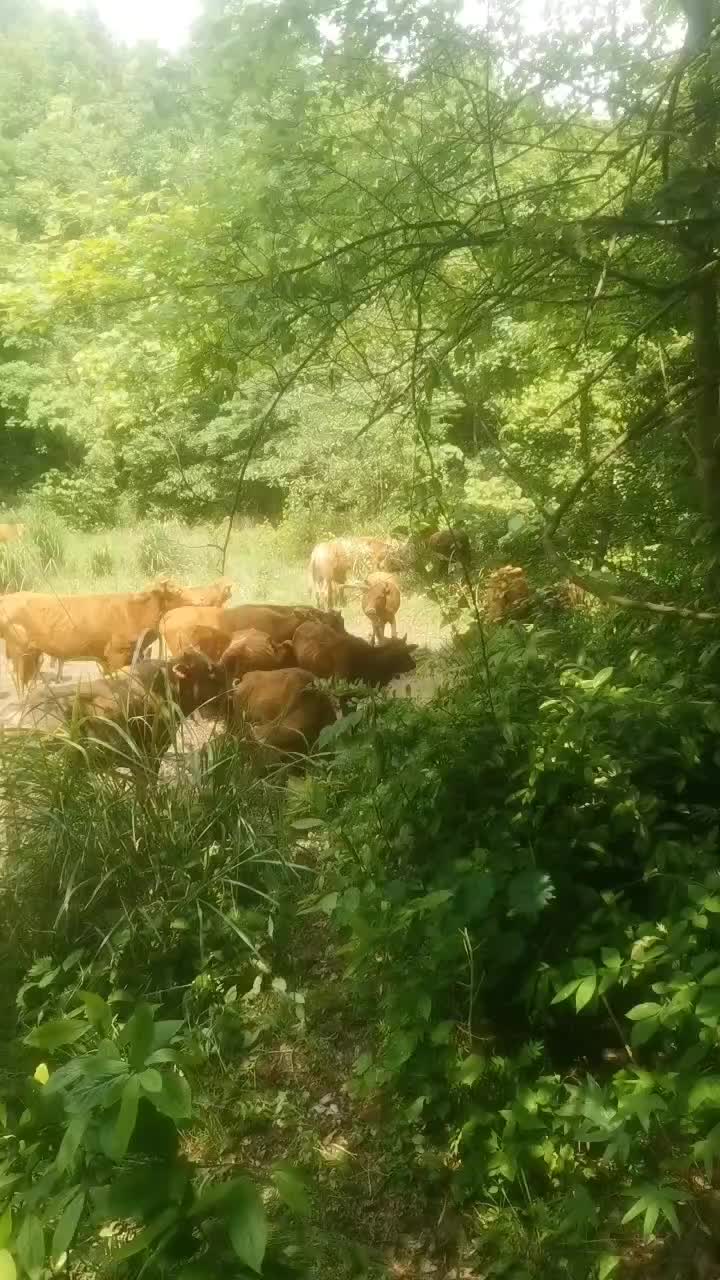 黄牛，杂交牛，本地黄牛