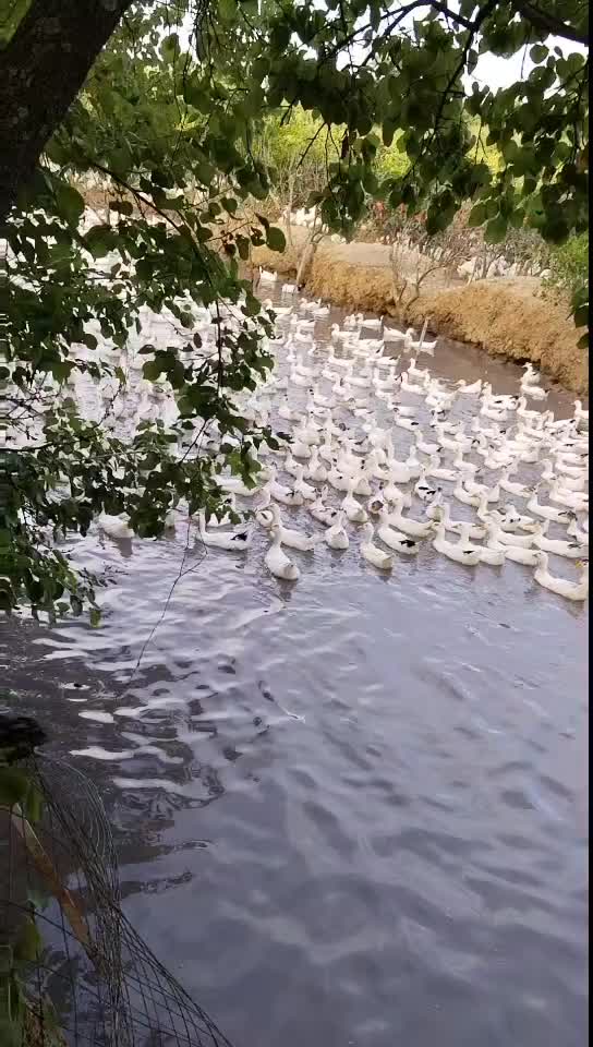 花边鸭