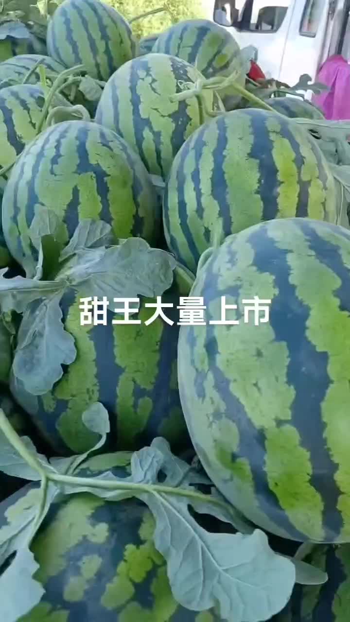 西瓜甜王锦王无干水糖含量l3双红嚷小溥皮