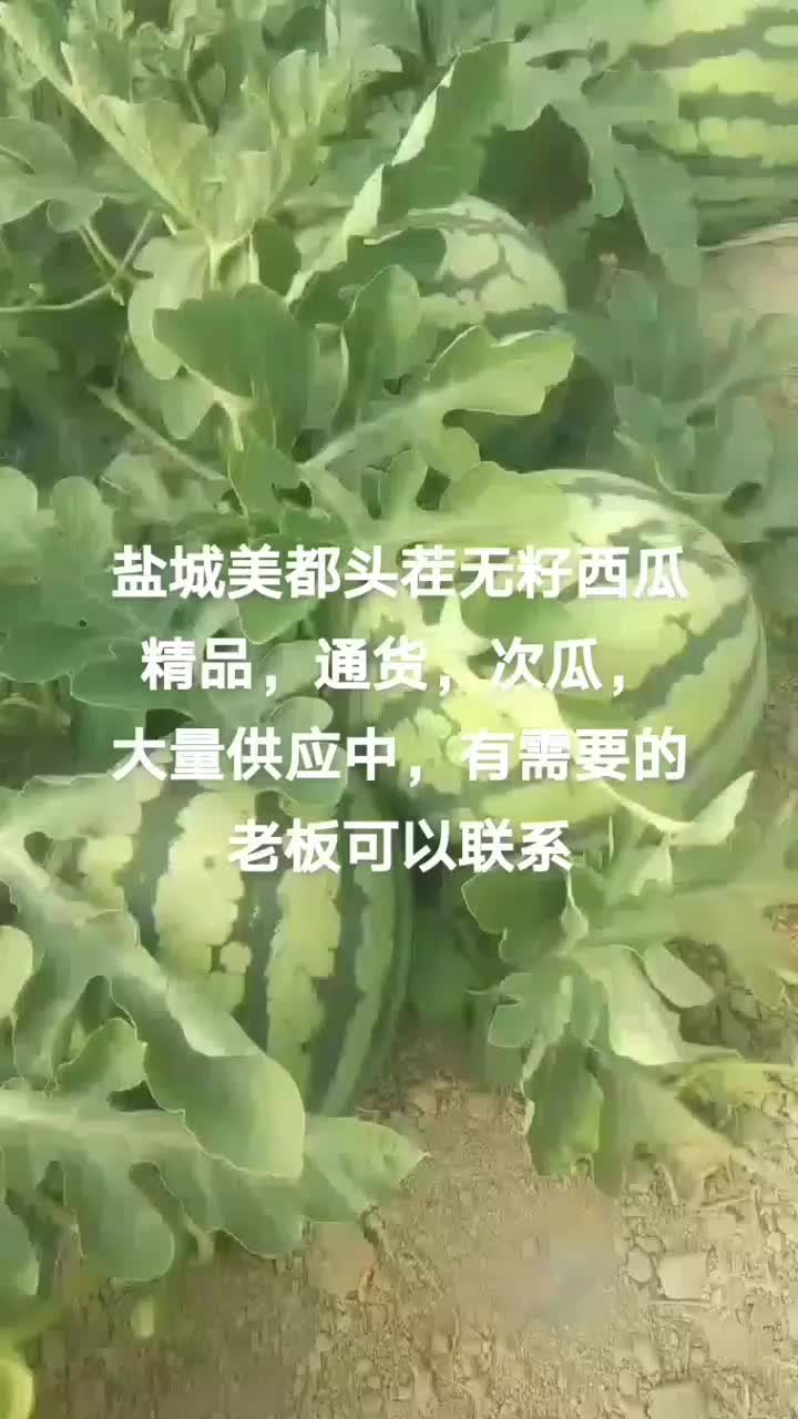 江苏盐城大丰美都无籽西瓜，精品，通货，次瓜，大量供应中