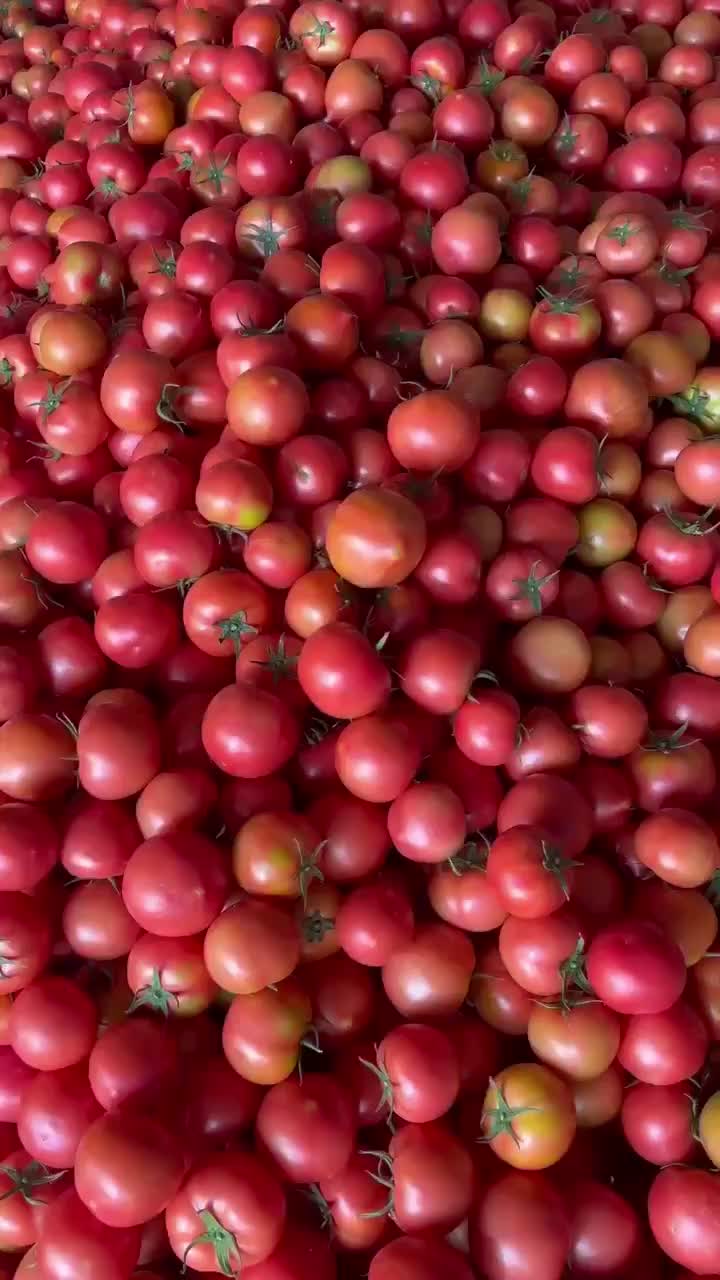 毛粉西红柿，产地直发大量上市，全国发货，欢迎