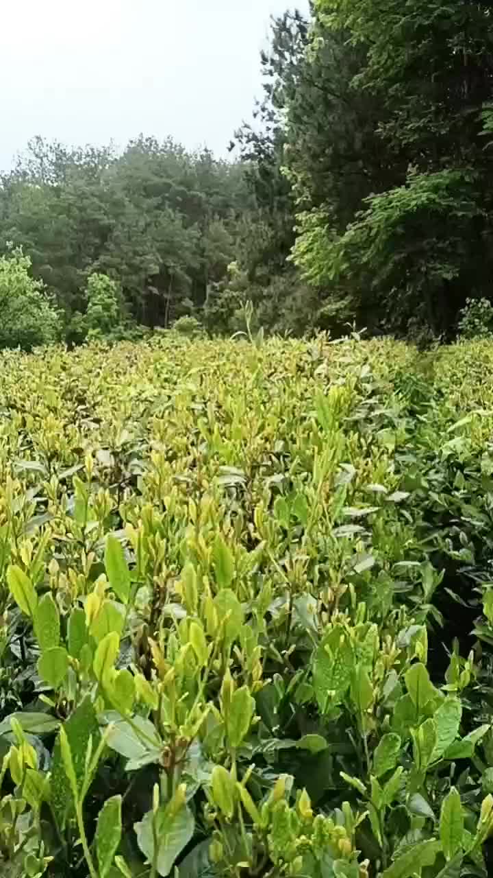 贵州省遵义生态绿茶、刀切龙井茶
