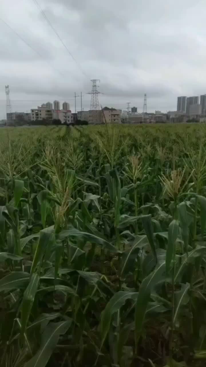 大量收割玉米了