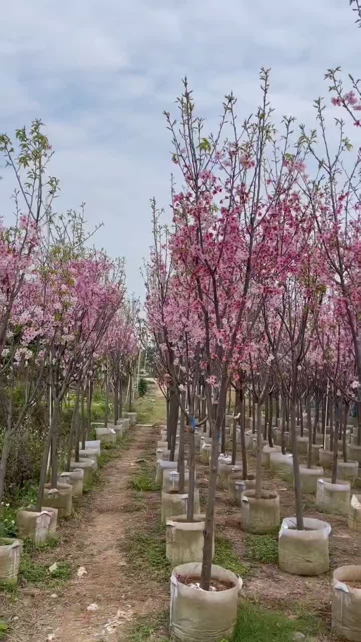 大量出售日本樱花3-7公分。基地直销