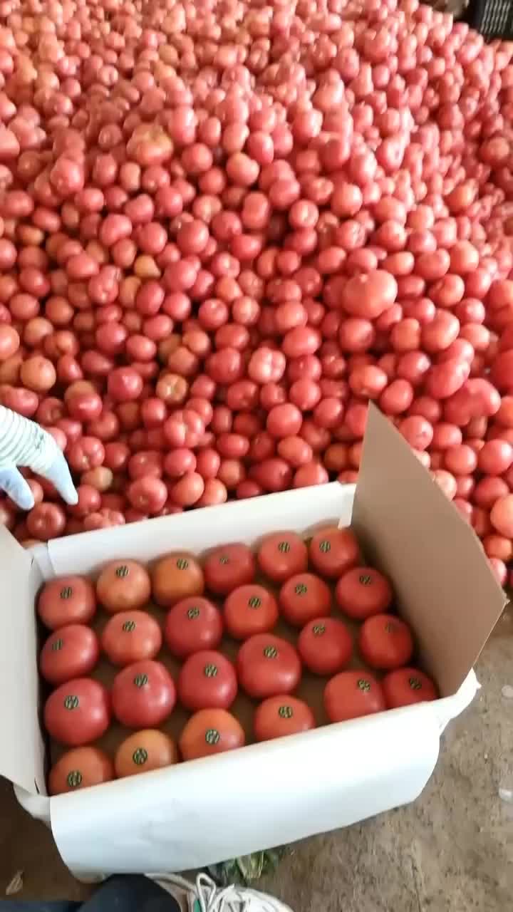 精品山东西红柿量大了，基地直发、电商供货。